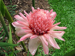 074 Cairns Botanic Gardens